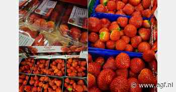 "Vroege start van het seizoen voor Egyptische aardbeien"