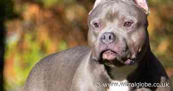 Council concerns over 'a lot of XL bully breeds' in Wirral