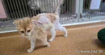 Tierheim Hannover: Fünf Katzen, zwei Schildkröten und ein Hund ausgesetzt