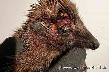 Hilde musste sterben: Nachtfahrverbot für Mähroboter in Steinheim