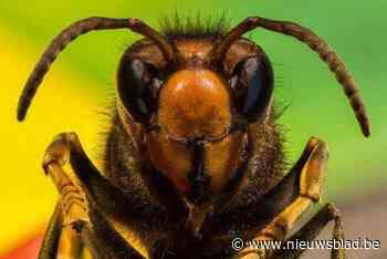 Vespa Watch verwacht volgend jaar 5 keer zoveel Aziatische hoornaars als in 2024