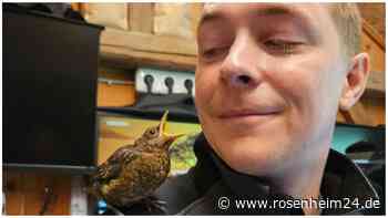 Meisenknödel und Erdnüsse? So unterstützen wir Vögel richtig beim Überleben im Winter