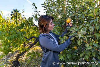 UNR hires expert to bring green to Las Vegas’ beige desert