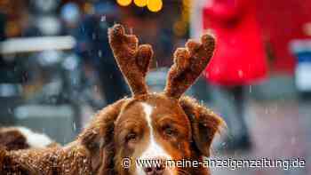 Kann der Hund mit auf den Weihnachtsmarkt?