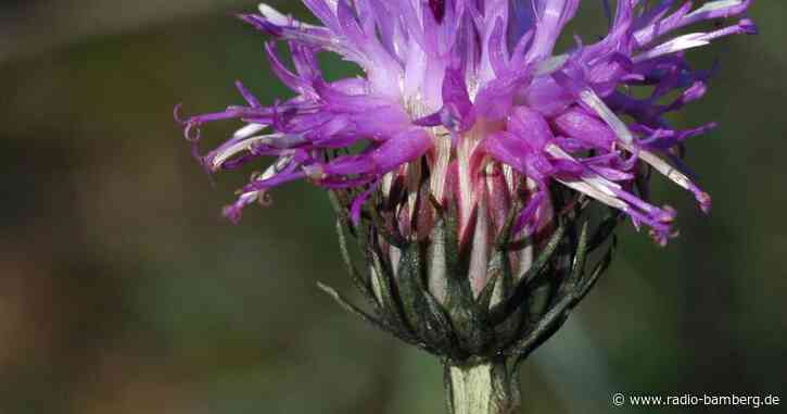 Rote Liste: Viele Farn- und Blütenpflanzen gefährdet
