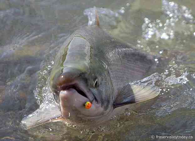 How changing catch-and-release fishing practices can boost salmon survival