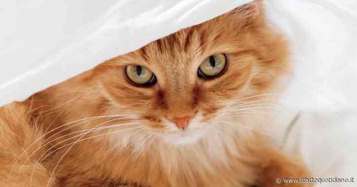 Uomo muore dissanguato dopo aver riportato a casa il suo gatto scappato: “Aveva la vena di una gamba recisa. Forse è stato il graffio del felino”