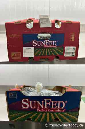 Cucumbers recalled in Canada, U.S. over possible salmonella contamination