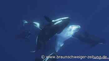 Orcas jagen Walhaie – mit einem perfiden Schlachtplan