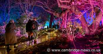 'Enchanting' winter lights trail starts at Cambridge University Botanic Gardens
