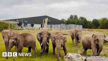 Zookeepers mourn loss of two baby Asian elephants