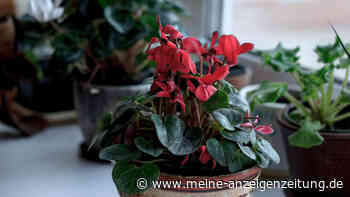 Warum blüht mein Alpenveilchen nicht? Mögliche Gründe