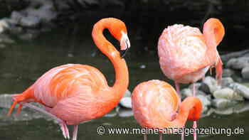 Gesund im Alter: Einfacher Flamingo-Test verrät Ihr Fitness-Level