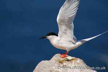 Hope for one of UK's rarest seabirds as record number of chicks hatch at Northumberland nature reserve