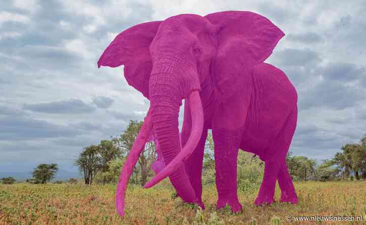 Wat de Pink Elephant Test onthult over uw vermogen om gedachten te beheersen