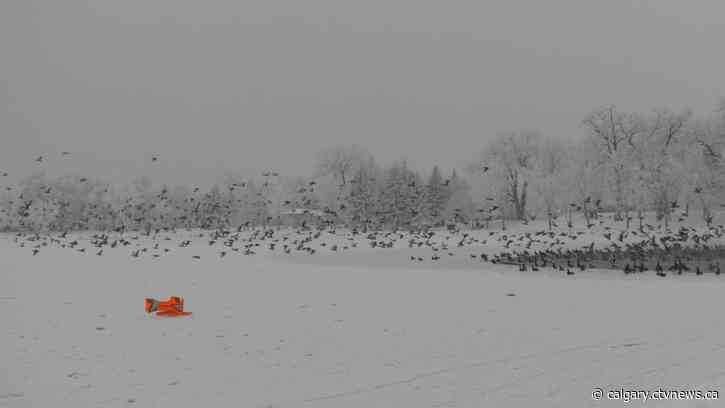 City of Lethbridge launches 'Goosinator' tool to manage waterfowl at lakes