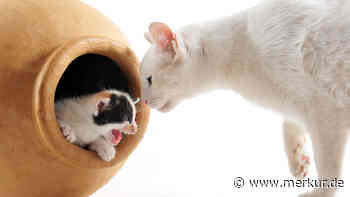 Katzenmama bringt nur ein Kätzchen zur Welt – und darf es behalten