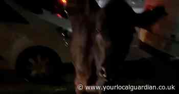 Police driver cleared after ramming escaped cow in Staines