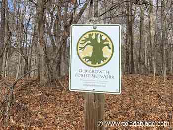 Old growth forests can be found right here in Ohio