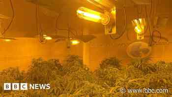 Cannabis factory linked to organised crime raided
