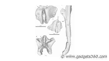 Advanced 3D Fossil Scans Provide Clues to the Origins of Bipedalism in Human Evolution