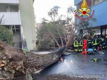 Paura al campus dell'università di Salerno, albero finisce sugli studenti: tre in codice rosso