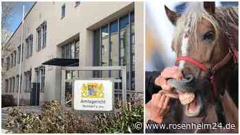 Rosstäuscherei, Versicherungsbetrug, Urkunden-Fälschung: „Kriminelle Energie“ oder „Armer Teufel“?