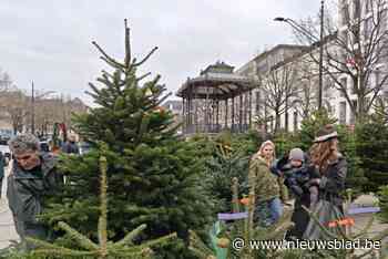 “De juiste kerstboom kopen, duurt soms langer dan een auto kiezen”: Kouter lijkt een maand op een dennenbos