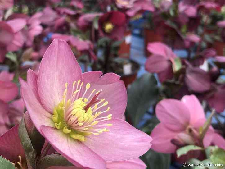 Brian Minter: Hellebores and heather among these select plants that bring winter gardens to life