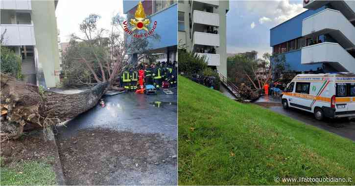 Salerno, a causa del forte vento cade un albero di grosse dimensioni al campus universitario: 5 studenti feriti, uno è in terapia intensiva