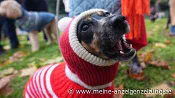 Vier Pfoten im Weihnachtspulli - Hundeparade in London
