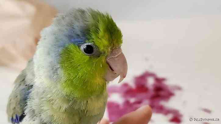 Bruce the tiny Vancouver parrot lands internet fame with abstract art