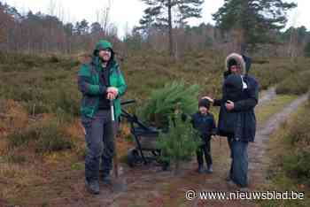 Zaag je eigen kerstboom op natuurdomein Kempense Heuvelrug