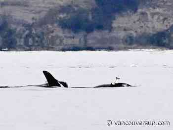 Orcas revive 'dead salmon hat' trend from the 1980s