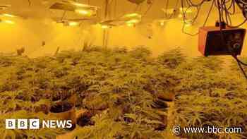 Police destroy cannabis plants worth £300,000