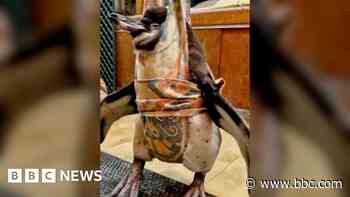 How Flop the penguin learned to walk