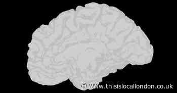 Learning a Language: The Key to Developing your Brain