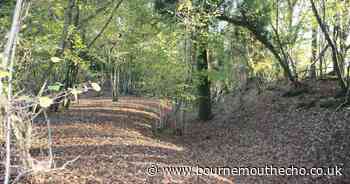 Dorset walk takes in ancient woodland with royal links