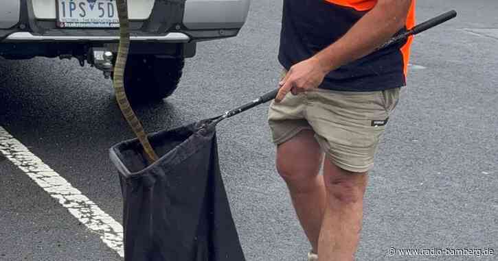 Australien: Frau entdeckt bei der Fahrt Giftschlange im Auto