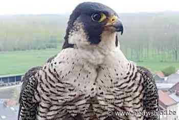 Slechtvalk gevangen in oude studententoren van PXL in Hasselt