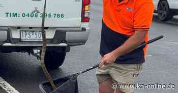 Schock auf der Autobahn: Frau in Australien wird von Giftschlange an ihrem Bein überrascht