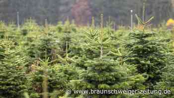 So überleben auch Sie den Weihnachtsbaumkauf rund um Braunschweig