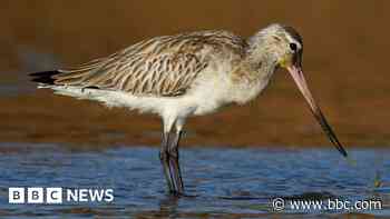 Charity to create 'life-saving' wetland for birds