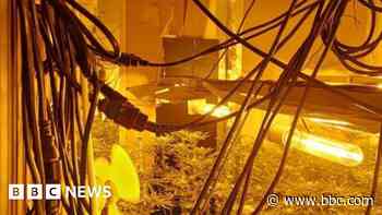 Three arrests as police raid cannabis farms