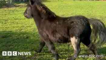 Family 'ecstatic' as pony shot with BB gun recovers