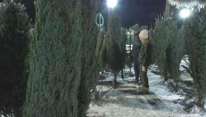 Christmas tree supply improves, say lot workers