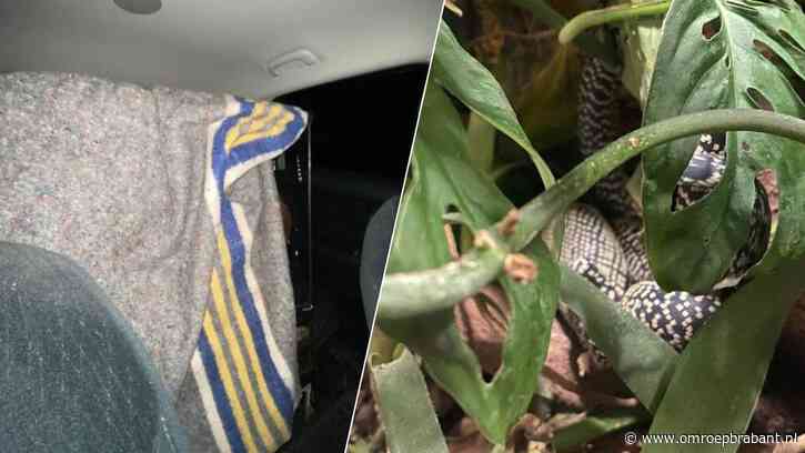 Bijzondere vangst: politie vindt enorme slang na 'aparte melding'