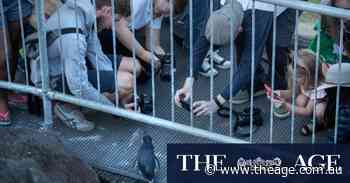 Fee flip follows flap over $24 slug to see St Kilda penguins