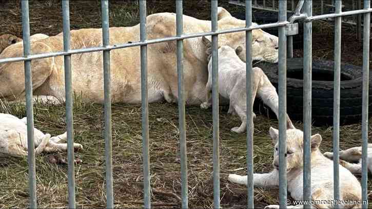 Almere - Stichting AAP haalt twaalf leeuwen uit Frans circus: 'Er hing een dreigende sfeer'