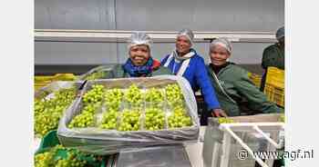 "Met de Zuid-Afrikaanse bio-druiven hebben we een primeur"